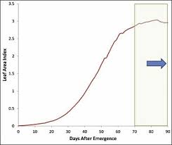 Irrigation Management Water Sensitivity Of Cotton Growth