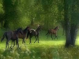 Feel the fresh air of autumn forest. Wallpapers Running Horses Free Screensavers 1024x768 Horses Running Horses Beautiful Horses