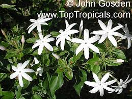 Image result for Jasminum dichotomum