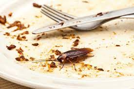 Serving restaurant pest control needs restaurant pest infestations can lead to health department citations and fines; How To Prevent Your Commercial Kitchen From Infestation By Protech Pest Control Medium
