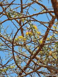 Image result for Plicosepalus amplexicaulis