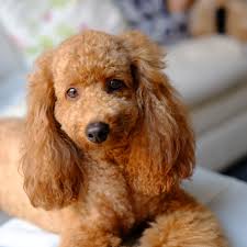 These poodle puppies for sale are just adorable! 70 Cute And Classy Poodle Names