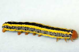You can find this spray at most garden centers. Identifying And Managing Caterpillar Pests Of The Cabbage Family Msu Extension
