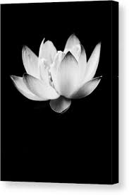 Black And White Lotus Flower Wall Art Ghost Lotus Canvas Print Canvas Art By Priya Ghose Flower Aesthetic Flowers Photography White Lotus