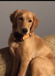 Why Does My Goldendoodle Look Different Than Your Goldendoodle Goldendoodle Strait Hair Golden Retriever