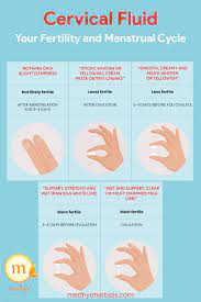 How To Check Your Cervical Mucus When Trying To Get Pregnant | Fertility  Tracking | Cervical Mucus, Cervical Mucus Chart, Mucus