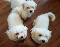 … all dogs produce dander (dead skin. View Ad Maltipoo Litter Of Puppies For Sale Near Michigan New Baltimore Usa Adn 91848