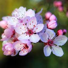 Prunus Cherry Blossom Flower Flowers Flowerporn Flowermagic Flowerslovers Flowers Flowerstagram Flow Cherry Blossom Flowers Sakura Flower Cherry Flower