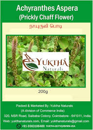 Image result for Achyranthes aspera