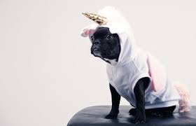 Names for beautiful female dogs starts with a. Girl Puppy Names 1 000 Dog Names For Girls Vip Puppies