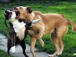 Never insert your arms into a dog fight, as you will get bitten. How Do I Stop My Dogs From Fighting Effective Methods To Stop Dog Aggression Pethelpful
