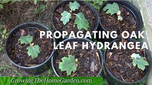 They can be transplanted anytime providing the tree is 3 years or younger. How To Propagate Oak Leaf Hydrangeas Through Cuttings
