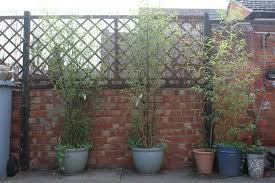 Bamboo fence panels bamboo screens bamboo privacy bamboo. Diy Rustic Garden Screen Kezzabeth Diy Renovation Blog