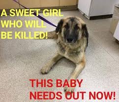 Image May Contain Meme Text That Says A Sweet Girl Who Will Be Killed This Baby Needs Out Now Dog Adoption Animals Matter Family Dogs