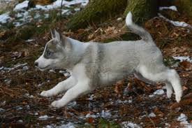 Image result for západosibiřská lajka