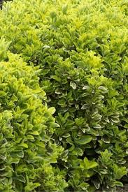 Shrubs are a perennial plant and possess persistent stems above the ground. 7 Fast Growing Evergreen Trees And Shrubs