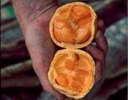 Image result for Strychnos madagascariensis