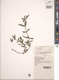 Image result for Enydra