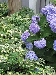 Hydrangea Macrophylla Endless Summer Polemonium Stairway To Heaven Hydrangea Macrophylla Endless Summer Hydrangea Big Leaf Hydrangea