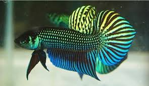 Pin On Betta Splendens