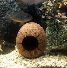 Aquarium Coconut Cave With Sunburst Carving One Hole Or Two Etsy Aquarium Decorations Betta Fish Aquarium Accessories