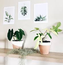 Alocasia Green Velvet And A Philodendron Florida Ghost Harrison Plants Philodendron Cool Plants Plants