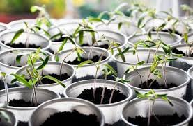 когда высаживать помидоры в открытый грунт по лунному календарю Ne Kazhdyj Ogorodnik Znaet Naskolko Vazhen Pravilnyj Poliv Rassady Pri Kotorom Soblyudaetsya Rezhim I Udelyaet Posadka Semyan Vyrashivanie Pomidorov Ovoshnye Gryadki