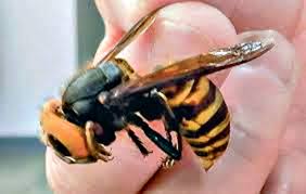 Player roster with photos, bios, and stats. Asian Hornets Found In Pacific Northwest Canada Port Townsend Leader