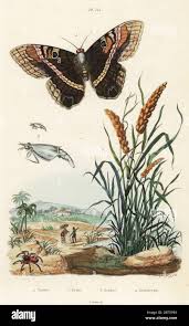 Image result for Eriochrysis pallida