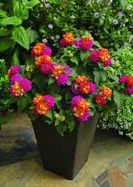 Our Current Uncovered Patios Can Really Use Lots Of Big Planter Pots Outside But They Can Be Credi Lantana Plant Container Gardening Flowers Container Flowers