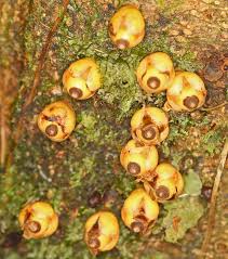 Image result for Apodanthaceae