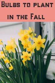 Bulbs To Plant In The Fall A How To Guide Fall Plants Planting Bulbs When To Plant Tulips