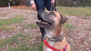 Instead of waiting for prospective owners to come and visit the shelter, the organization is hoping to entice consumers into adopting the playful pooches during their daily coffee run. Petfinder Kitsap County The Y Guide