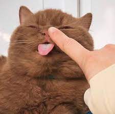 There is no sheep cat,. Kitty Cat Posts Memes Brown Cat Rarest Color In The World 3