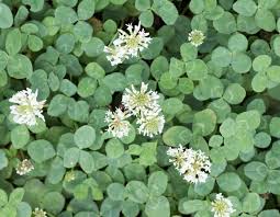 This plant looks highly resembles weed in uncanny ways before it will bloom flowers. Common Weeds Virginia Green