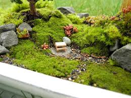 Pin On Miniature And Fairy Garden Trees Shrubs