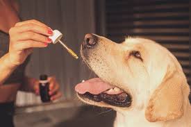 In this article, i will outline the benefits and practical applications of using cannabis in cats and dogs with cancer. Why Cbd Oil Can Be Used For Treating Cancer In Pets Marylandreporter Com