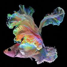 Pin On Koi Fish