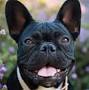 French Bulldog from dogtime.com