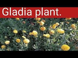 (यहाँ आपको 8 step में details से बताया गया है). Gladia Plant Youtube Plants Youtube