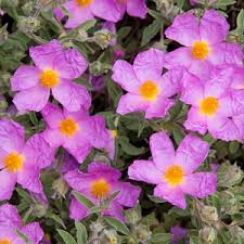 Many choices also make a great backdrop. Best Shrubs For Mediterranean Gardens In Cool Countries
