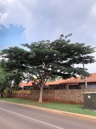 Image result for Albizia adianthifolia