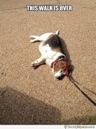 Finally The Walk Is Over Funny Animal Pictures Funny Animals Funny Dog Pictures