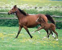 Horses Rockinanimals