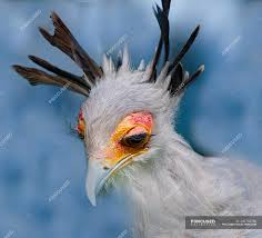 Maybe you would like to learn more about one of these? Portrait Of A Secretary Bird Against Blurred Background Looking At Camera Alertness Stock Photo 240753780