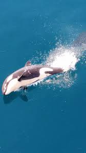 Image result for Faroa affinis