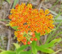 Image result for Asclepias aurea