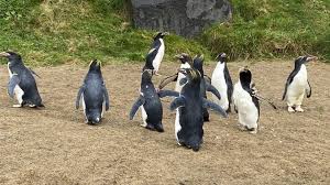 Type your answer for how many pairs of socks he remember, you may have to decode how many pairs of socks g owns each time you go on the. Laid Back Penguin Family From Devon Find A New Home In Wales Bbc News
