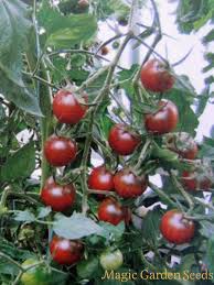 We did not find results for: Black Sweet Cherry Tomato Solanum Lycopersicum The Good To Know Seeds A Z Seed Catalog S Samen Saatgut