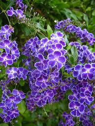 The wide selection of duranta repens guarantees that you will get the duranta repens are derived from appropriate plants that have been studied and scientifically proven to possess beneficial effects. Duranta Geisha Girl Plants Whitsunday